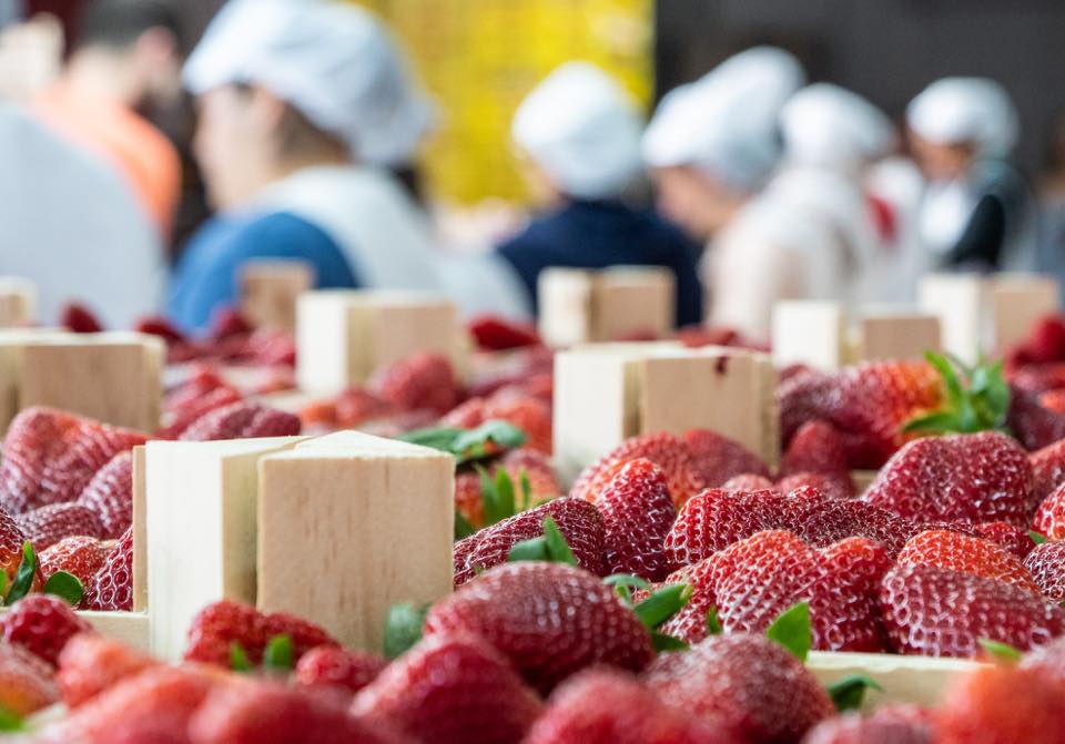 La Junta publica la nueva extensión de norma para el sector de la fresa y los frutos rojos de Andalucía