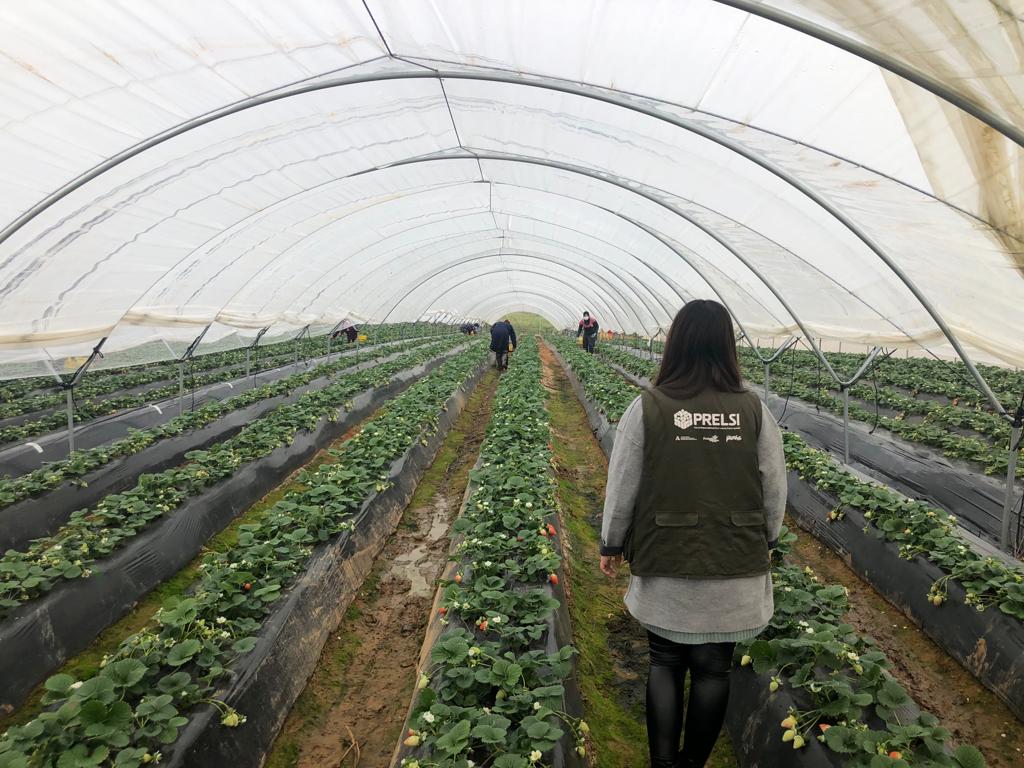 Equipo PRELSI trabajando en campo durante la campaña
